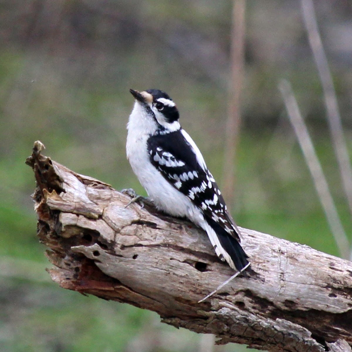 Downy Woodpecker (Male)