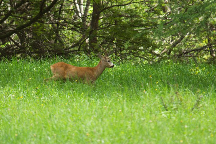 Capriolo di marco.damil