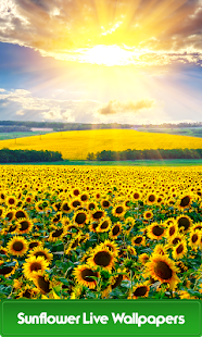 How to download Sunflower Live Wallpapers 1.3 apk for pc