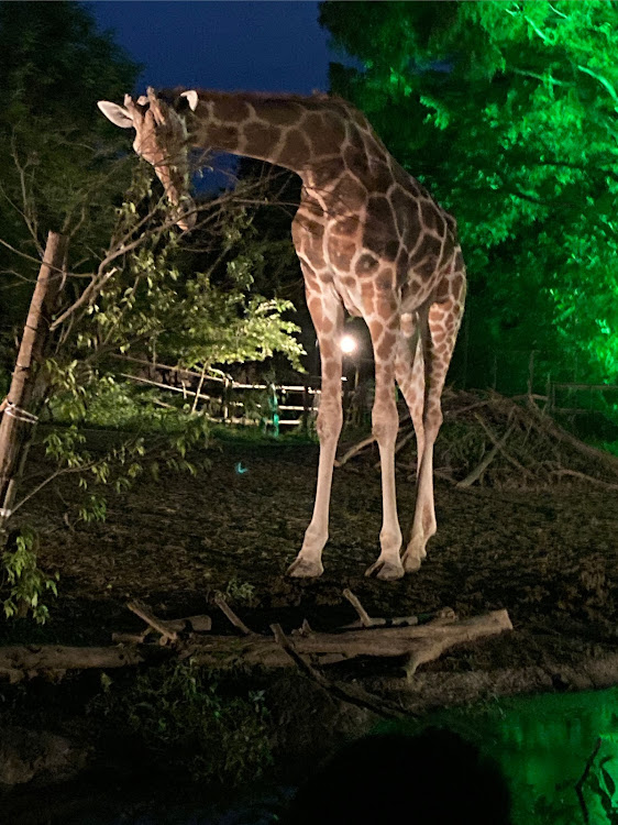 ヴォクシーの夜の八木山動物園・ナイトズー・動物近いに関するカスタム事例の投稿画像6枚目