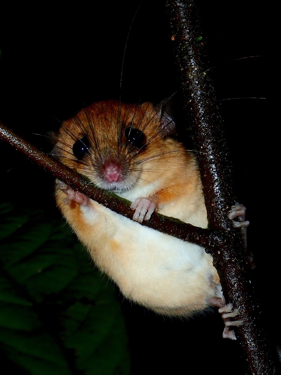 Large Pencil-tailed Tree Mouse