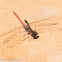 Red-veined Darter