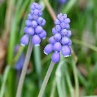 Grape Hyacinth