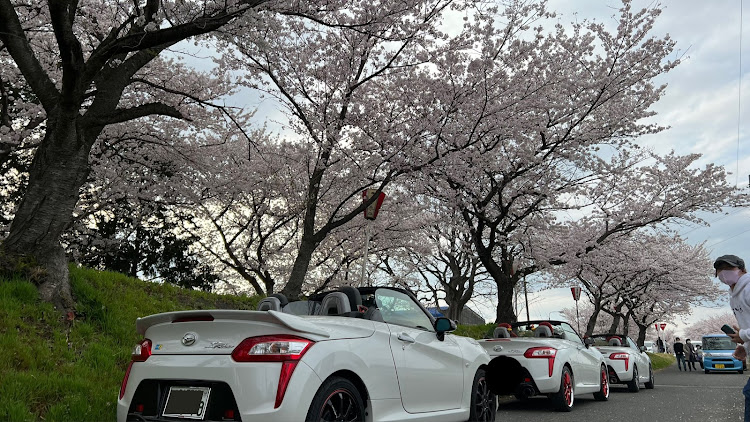 コペンの桜とコラボ🌸・サクラと愛車・コペンLA400K・ユルスタイルプロに関するカスタム事例の投稿画像3枚目