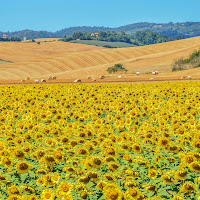 Un mondo giallo di 