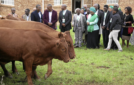 Lobolo negotiations is property in cash or cows paid as a bride price./Khaya Ngwenya