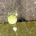 Zig Zag Spider Egg Sac