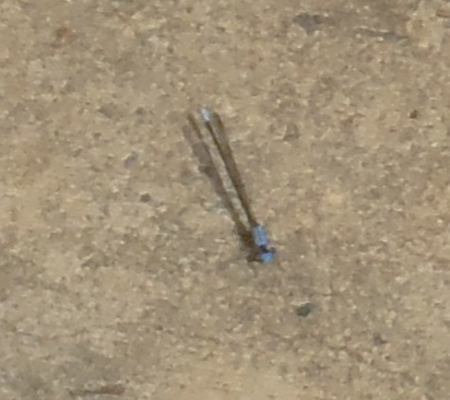 Blue-fronted Dancer