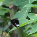 Black and white butterfly