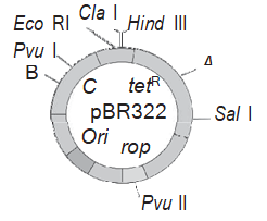 Tools of Recombinant DNA Technology