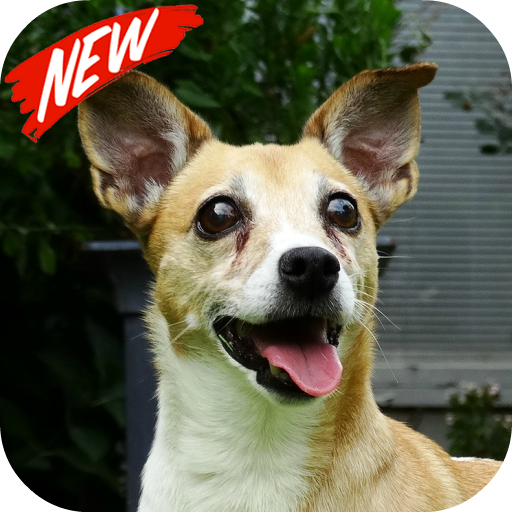 Jack Russell Terrier Wallpaper Aplikasi Di Google Play