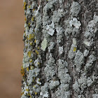 Lichen