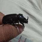 Rhinoceros beatle