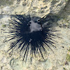 Long Spined Sea Urchin