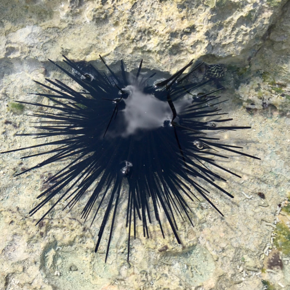 Long Spined Sea Urchin