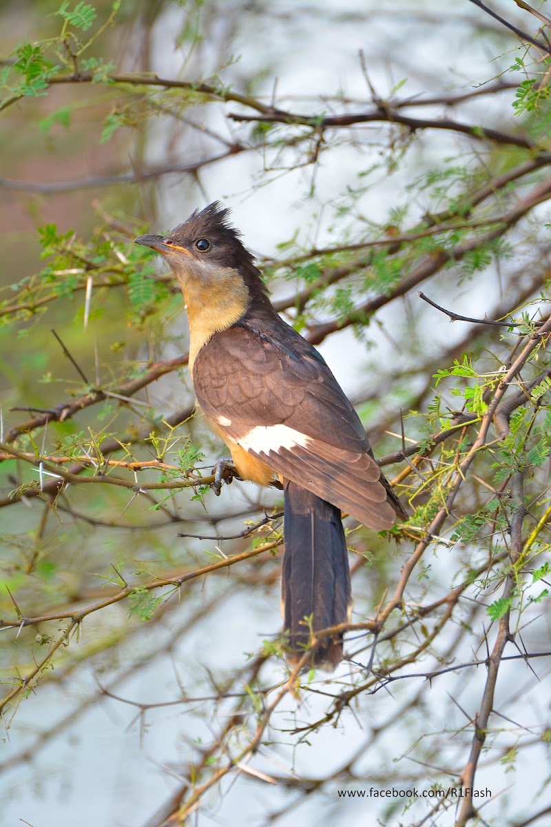 Jacobin cuckoo/ pied cuckoo