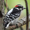 Downy woodpecker (male)