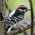 Downy woodpecker (male)