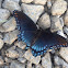 Red-spotted purple