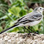 White Wagtail; Lavandera Blanca