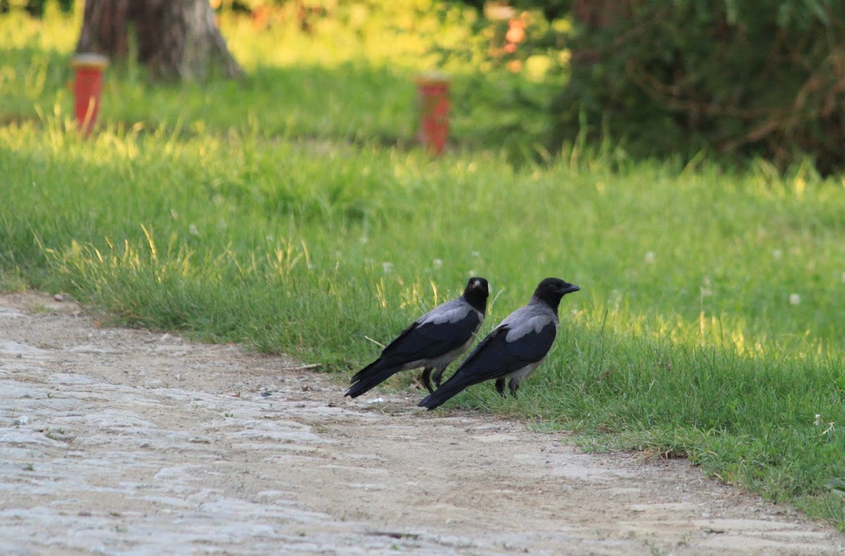 Hooded crow