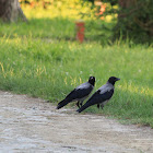 Hooded crow