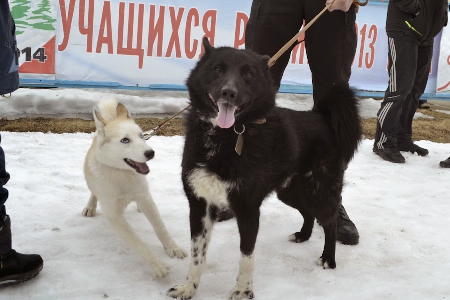 В собачьей упряжке за Кубком мира.