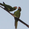 Mitred Parakeets