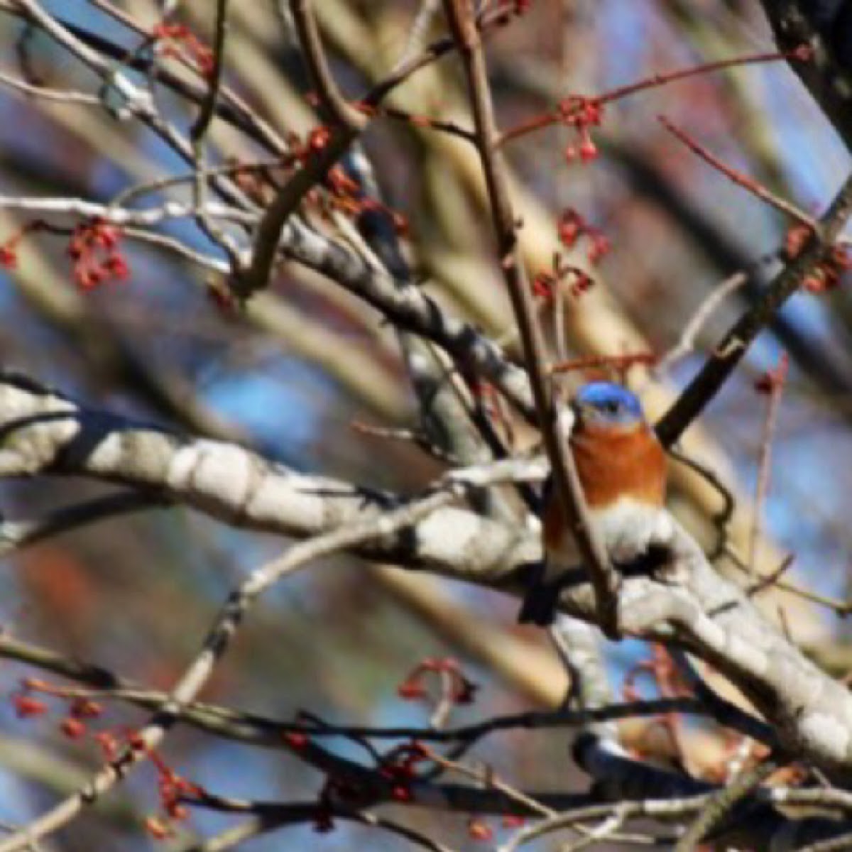 Eastern Bluebird