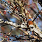 Eastern Bluebird