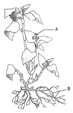 Sexual Reproduction