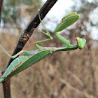 Common Green Mantis