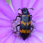 Blister Beetle