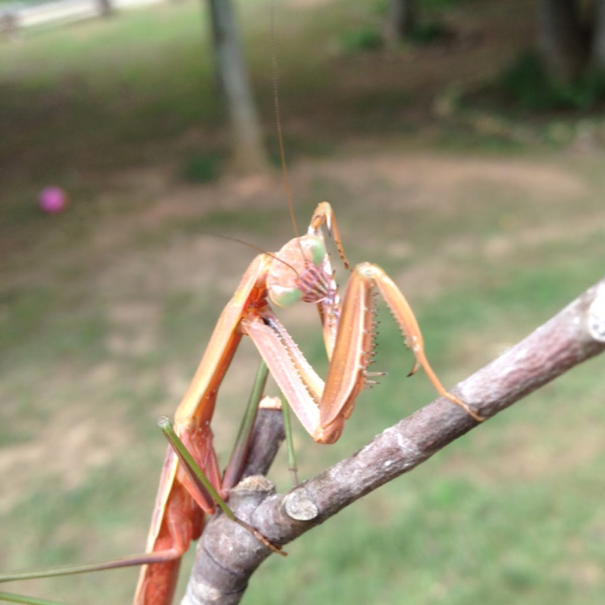 Chinese mantis