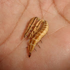 Aspisoma lineatum larvae