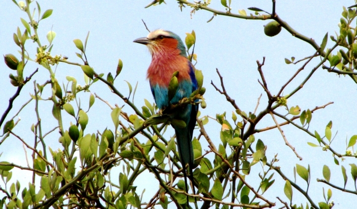 Rainbowbird di mosquita79