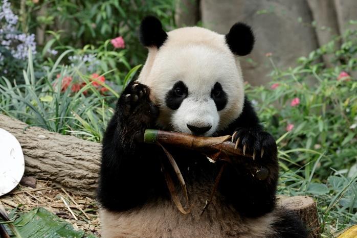 A panda bear holding a stickDescription automatically generated