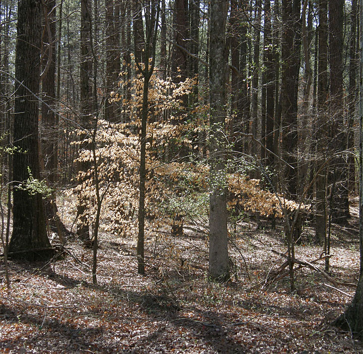 American Beech