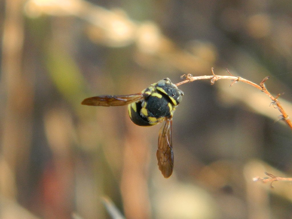 Sleeping Carder Bee