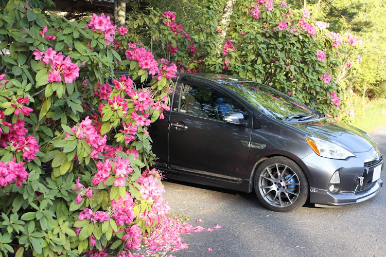 アクアのコロナが早く終息しますように・医療に従事される方々に感謝・伊賀コリドールロード・ツツジと愛車に関するカスタム事例の投稿画像10枚目