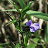 Allegheny Monkeyflower