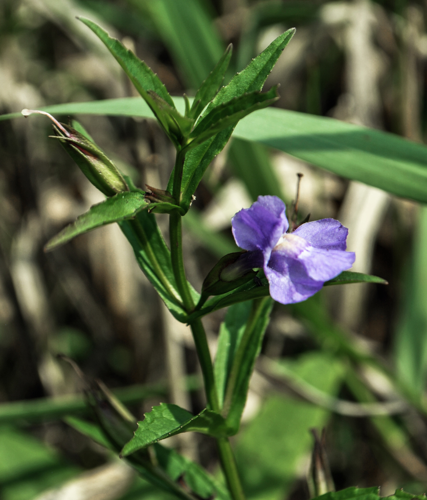 Allegheny Monkeyflower