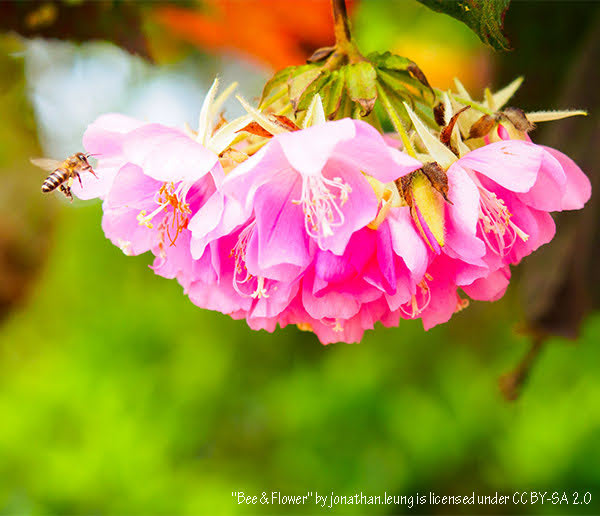 "Bee & Flower" by jonathan.leung is licensed with CC BY-SA 2.0. To view a copy of this license, visit https://creativecommons.org/licenses/by-sa/2.0/