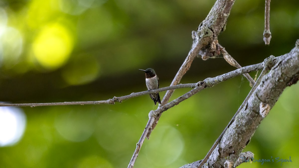 Ruby-throated Hummingbird