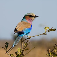 LilacBreasted Roller di 