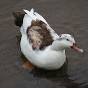 Domestic Duck