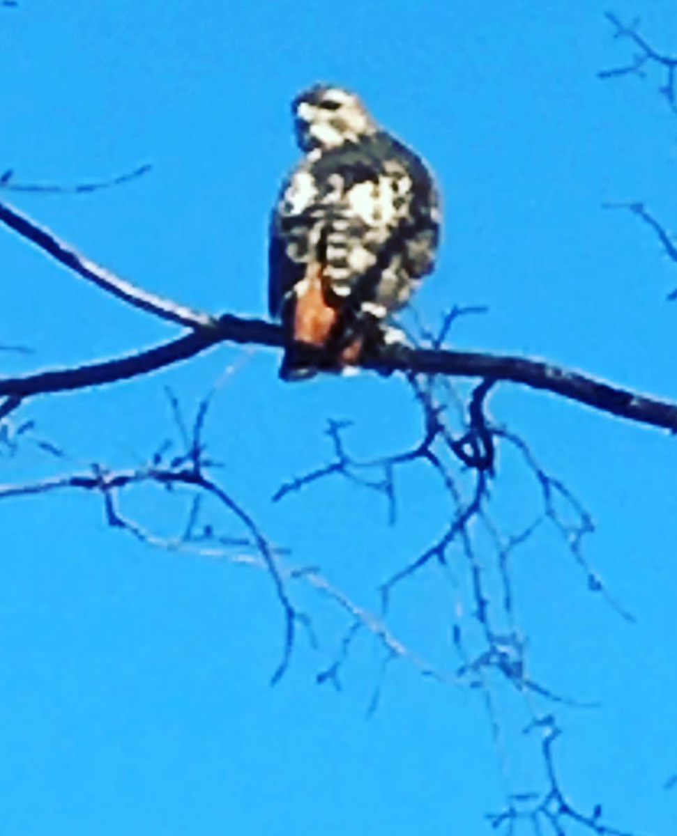 Red-tailed hawk