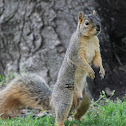 Squirrel