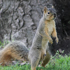 Squirrel