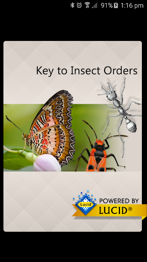 Insect Orders